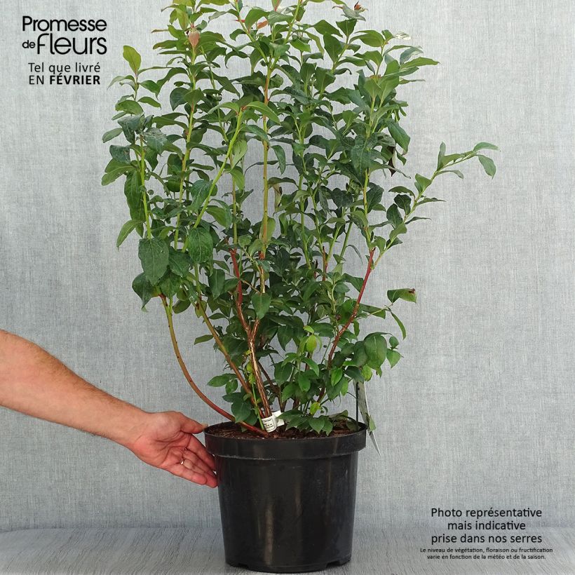 Amostra de Mirtilo Duke - Vaccinium corymbosum Vaso de 7,5 L/10 L tal como entregue no outono