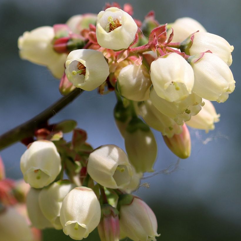 Mirtilo North Blue - Vaccinium corymbosum (Floração)