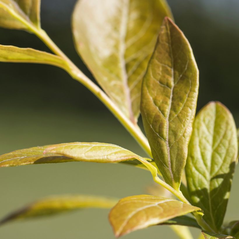 Mirtilo-americano Northland - Vaccinium corymbosum (Folhagem)