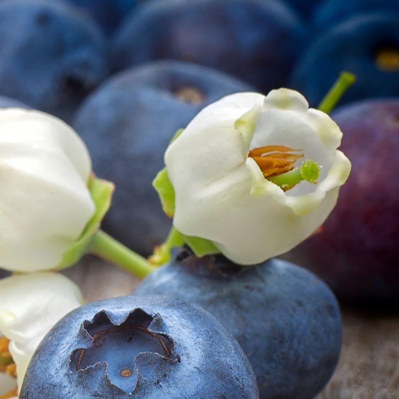 Mirtilo Pioneer - Vaccinium corymbosum (Floração)