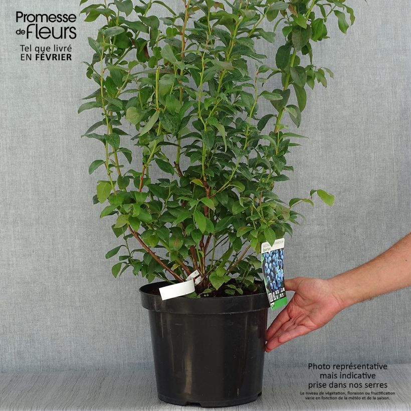 Amostra de Mirtilo Spartan - Vaccinium corymbosum Vaso de 7,5 L/10 L tal como entregue no outono