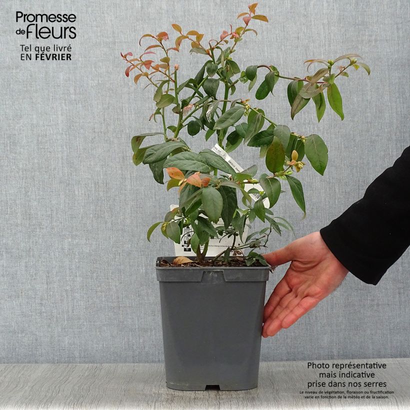 Amostra de Myrtille d'Amérique - Vaccinium corymbosum Atlantic Vaso de 4 L/5 L tal como entregue no inverno