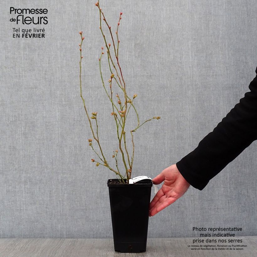 Amostra de Myrtille d'Amérique - Vaccinium corymbosum Berkeley Vaso de 1,5 L/2 L tal como entregue no inverno