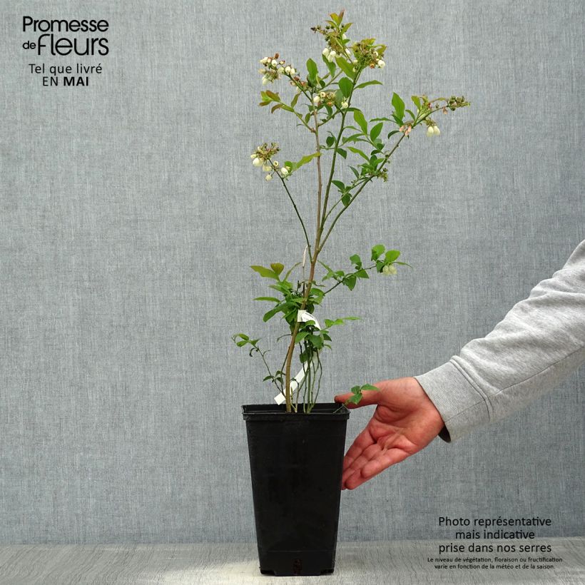 Amostra de Mirtileiro Berkeley - Vaccinium corymbosum Vaso de 1,5 L/2 L tal como entregue na primavera