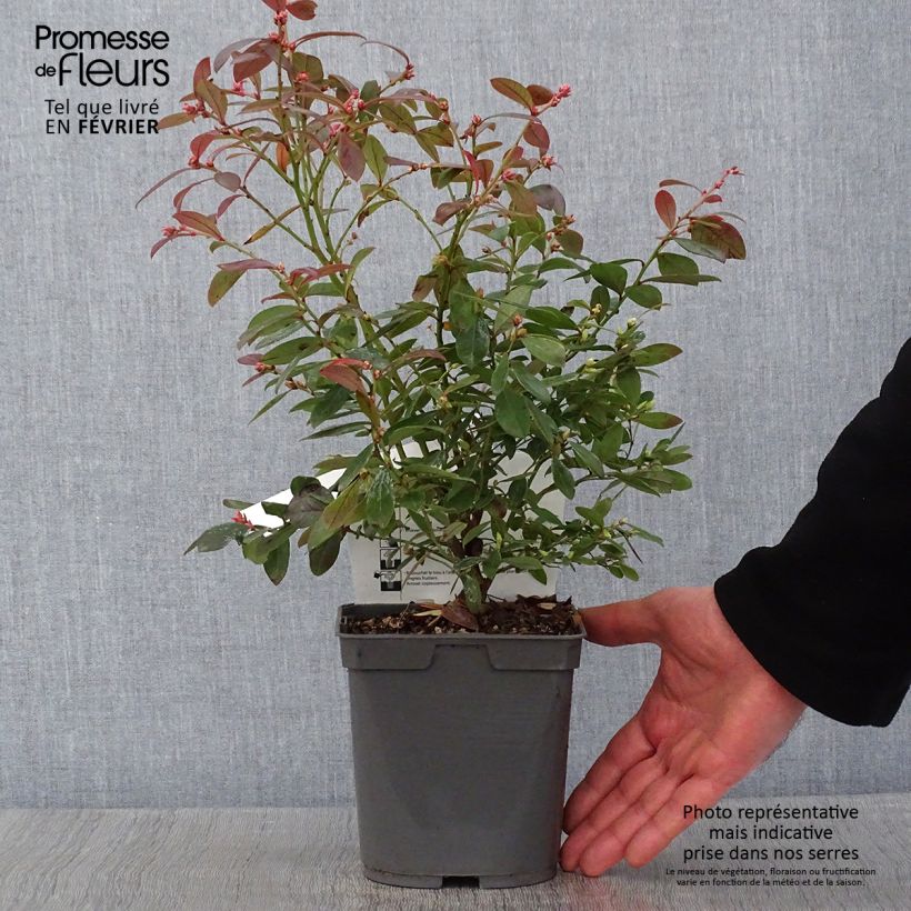 Amostra de Myrtille d'Amérique - Vaccinium corymbosum Blue Pearl Vaso de 2 L/3 L tal como entregue no inverno