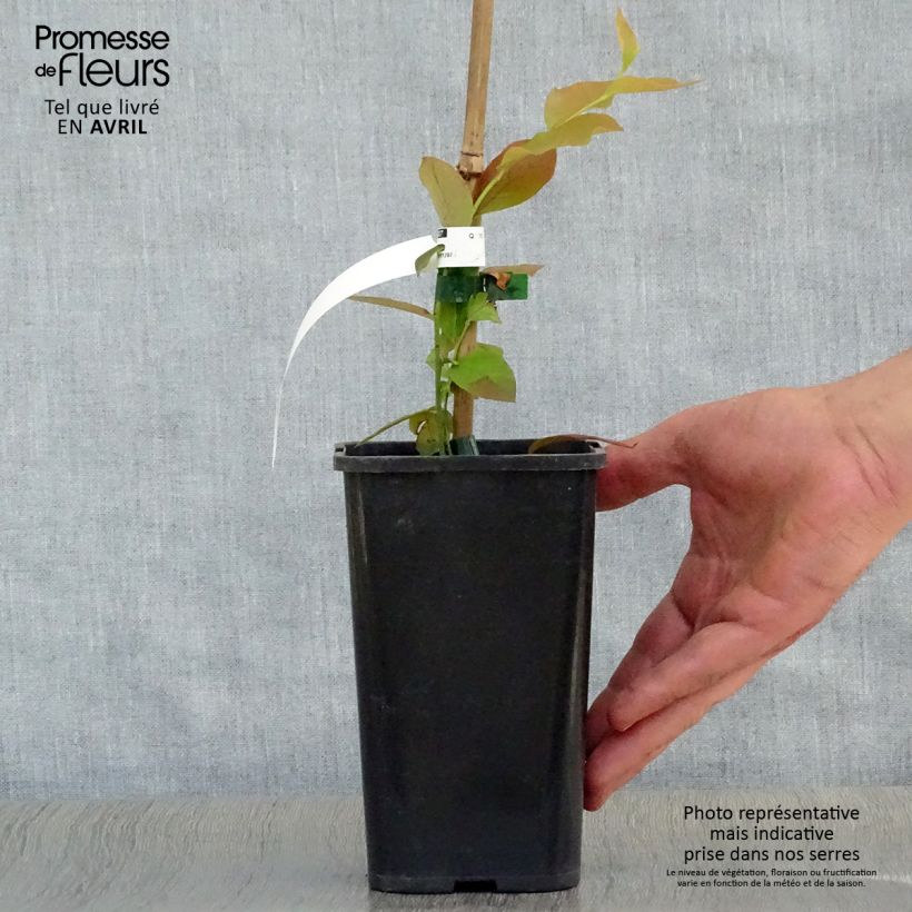 Amostra de Mirtilo Brigitta - Vaccinium corymbosum Vaso de 1,5 L/2 L, Arbusto tal como entregue na primavera