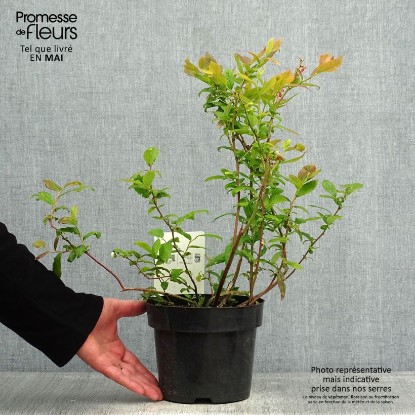 Amostra de Mirtilo Duke - Vaccinium corymbosum Vaso de 2 L/3 L tal como entregue na primavera