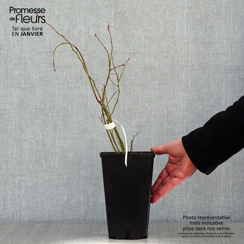 Amostra de Myrtille d'Amérique - Vaccinium corymbosum Ivanhoe Vaso de 1,5 L/2 L, Arbusto tal como entregue no inverno