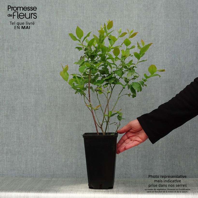 Amostra de Mirtilo Ivanhoe - Vaccinium corymbosum Vaso de 1,5 L/2 L, Arbusto tal como entregue na primavera