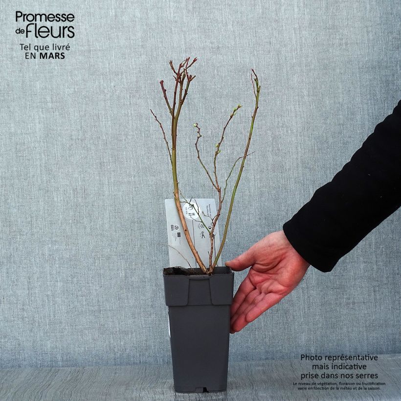 Amostra de Myrtille d'Amérique - Vaccinium corymbosum Northland Vaso de 1,5 L/2 L tal como entregue no inverno