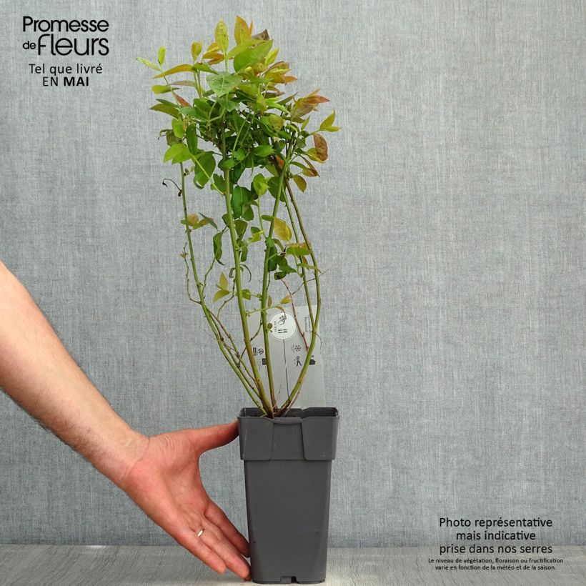 Amostra de Mirtilo-americano Northland - Vaccinium corymbosum Vaso de 1,5 L/2 L tal como entregue na primavera