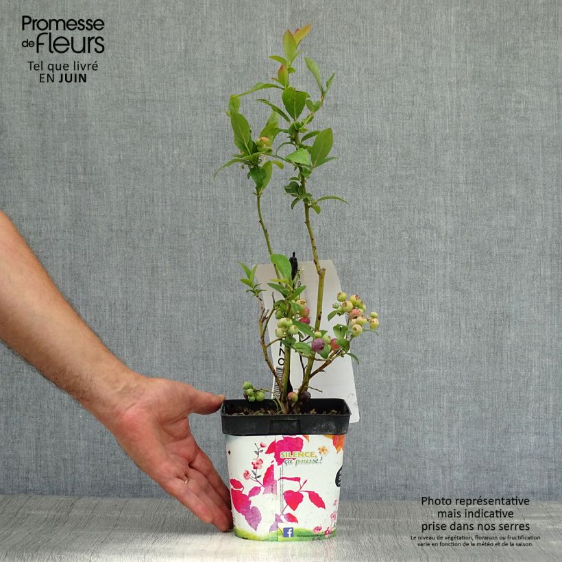 Amostra de Mirtilo Spartan - Vaccinium corymbosum Vaso de 2 L/3 L tal como entregue no verão