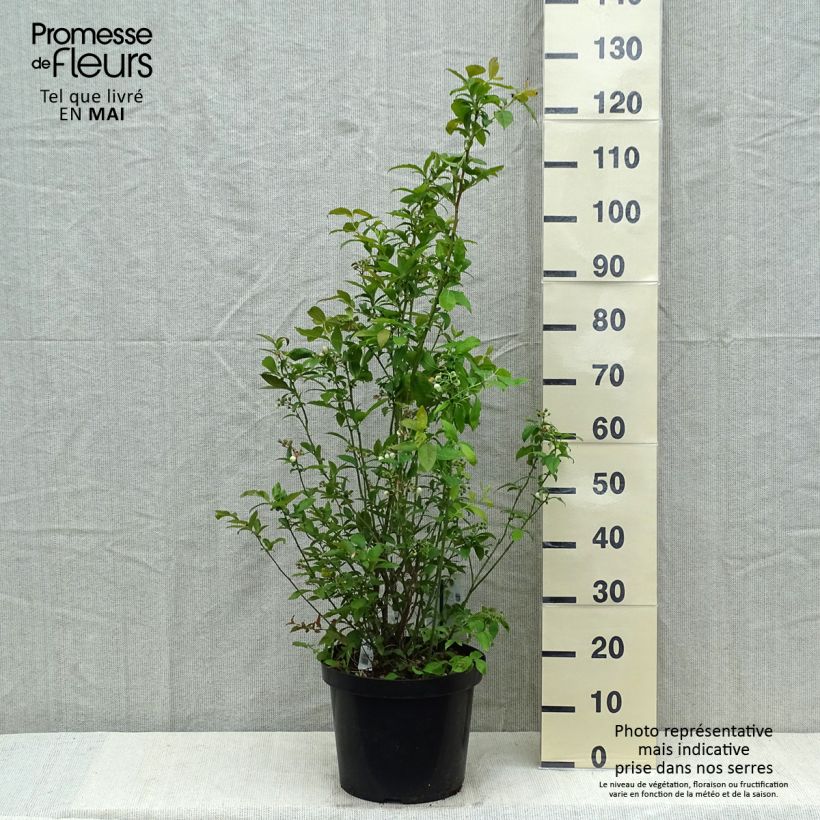 Amostra de Mirtilo Spartan - Vaccinium corymbosum Vaso de 7,5 L/10 L tal como entregue na primavera