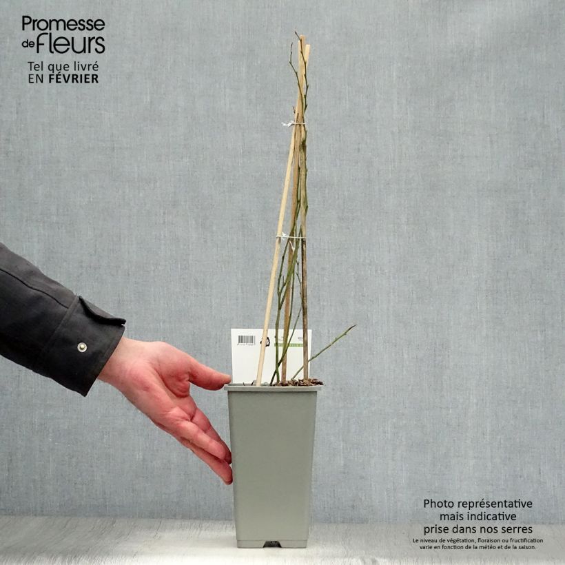 Amostra de Myrtillier Blue Crop - Vaccinum corymbosum  Vaso de 1,5 L/2 L, Arbusto tal como entregue no inverno