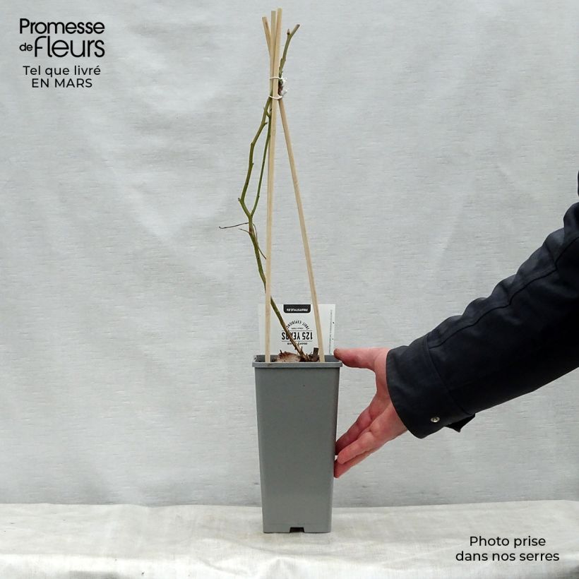 Amostra de Mirtileiro Blue Gold - Vaccinium corymbosum Vaso de 1,5 L/2 L, Arbusto tal como entregue na primavera