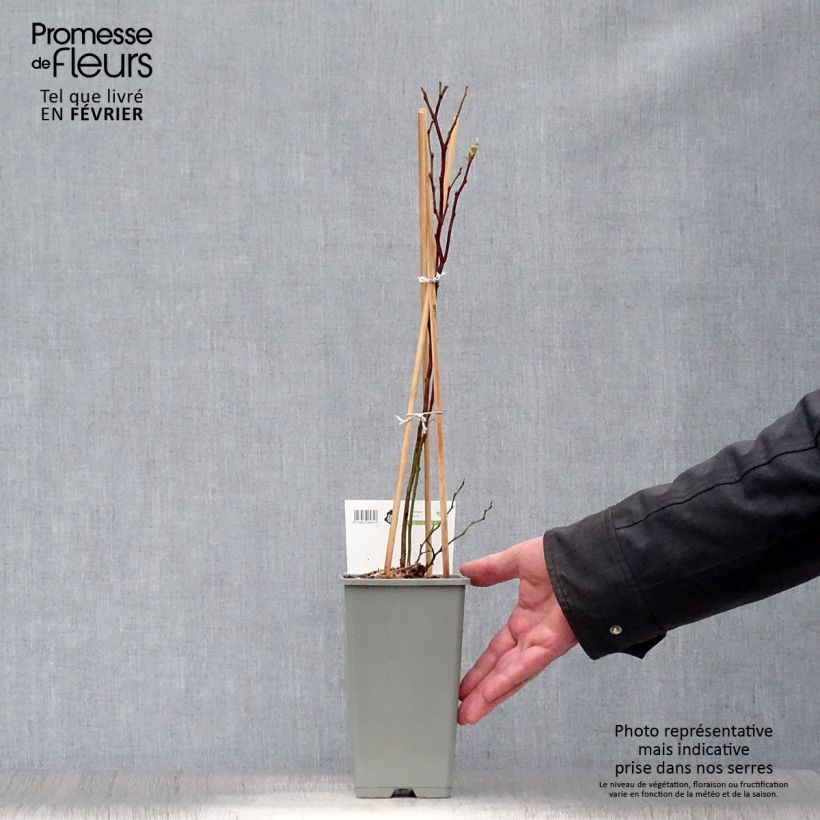 Amostra de Myrtillier Blue Gold - Vaccinum corymbosum Vaso de 1,5 L/2 L, Arbusto tal como entregue no inverno