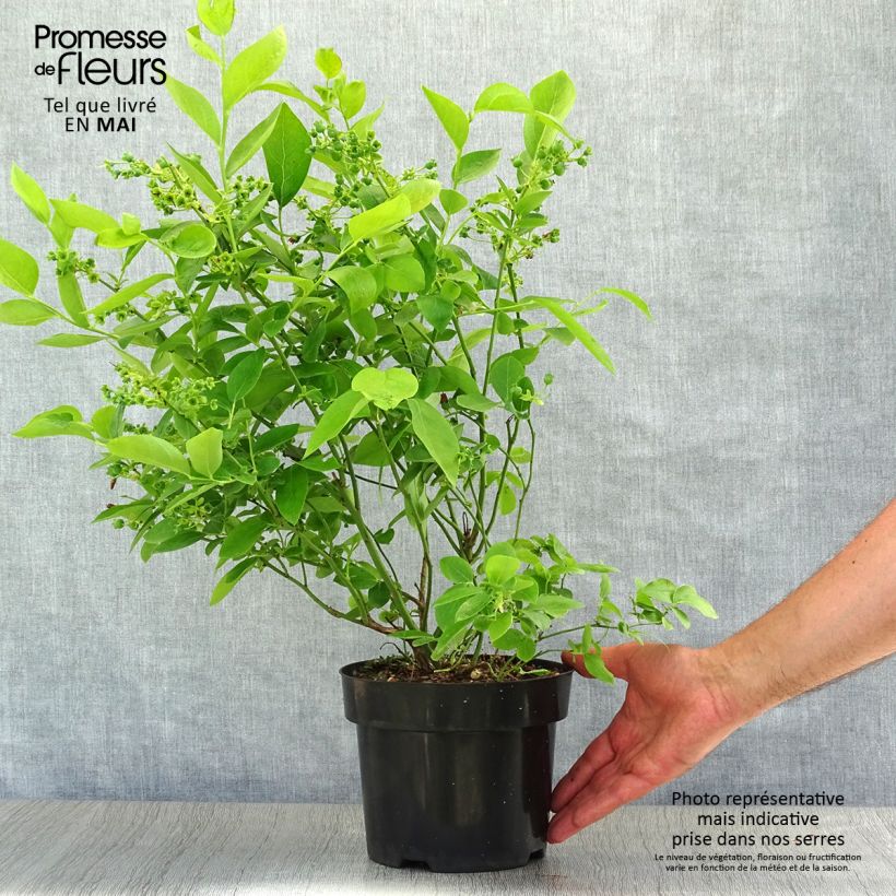 Amostra de Mirtileiro Blue Jay - Vaccinium corymbosum Vaso de 1,5 L/2 L, Arbusto tal como entregue na primavera