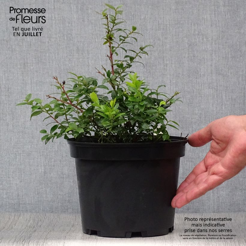 Amostra de Mirtilo Brazelberry Berrybux - Vaccinium angustifolium Vaso de 10 cm/11 cm tal como entregue no verão