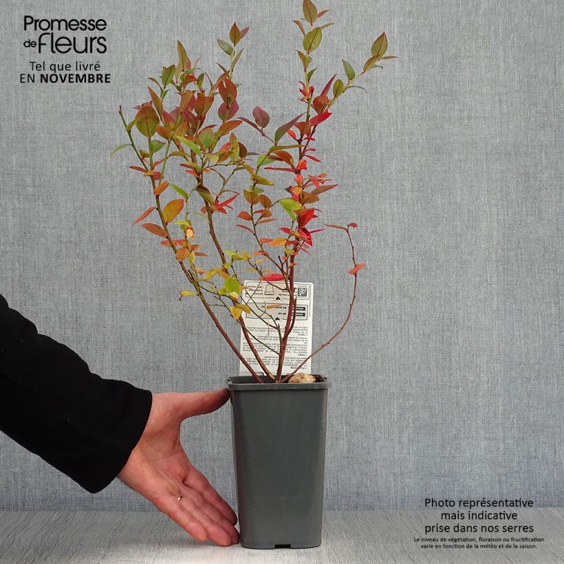 Amostra de Mirtiloeiro Brigitta Blue biológico - Vaccinium corymbosum Vaso de 1,5 L/2 L, Arbusto tal como entregue no outono