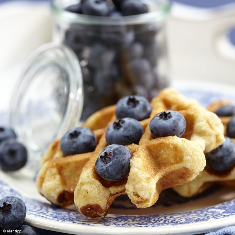 Mirtileiro Cabernet Splash - Vaccinium corymbosum (Colheita)