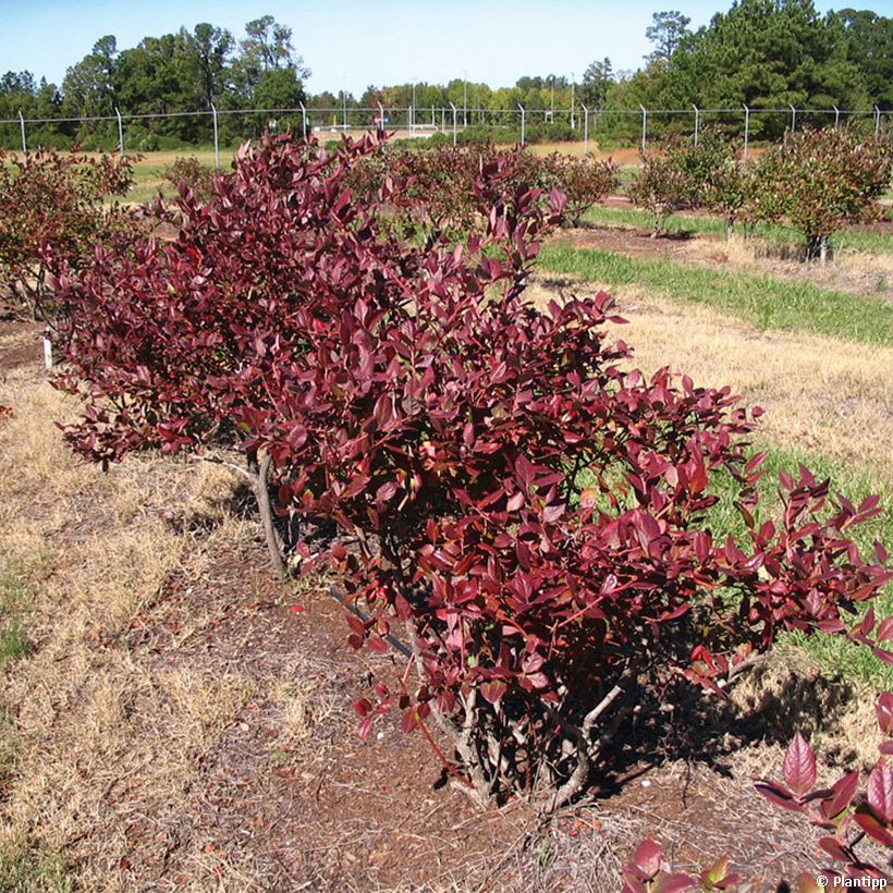 Mirtileiro Cabernet Splash - Vaccinium corymbosum (Hábito)