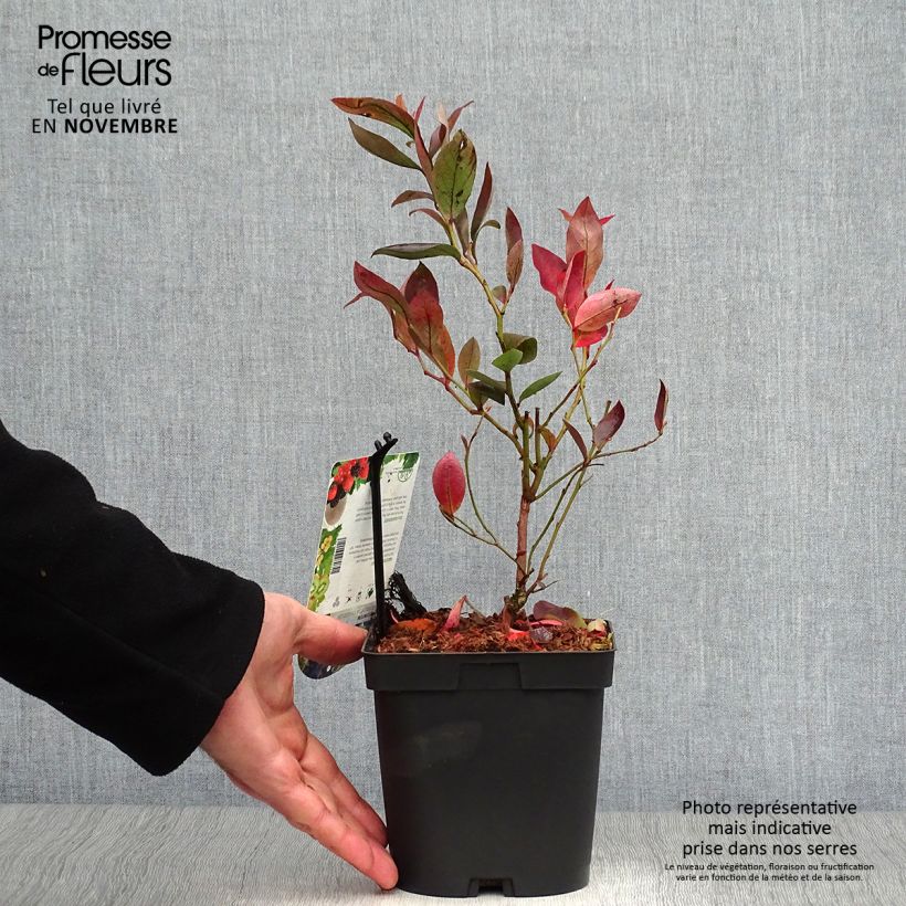 Amostra de Mirtilheiro Chandler - Vaccinium corymbosum Vaso de 1,5 L/2 L, Arbusto tal como entregue no outono