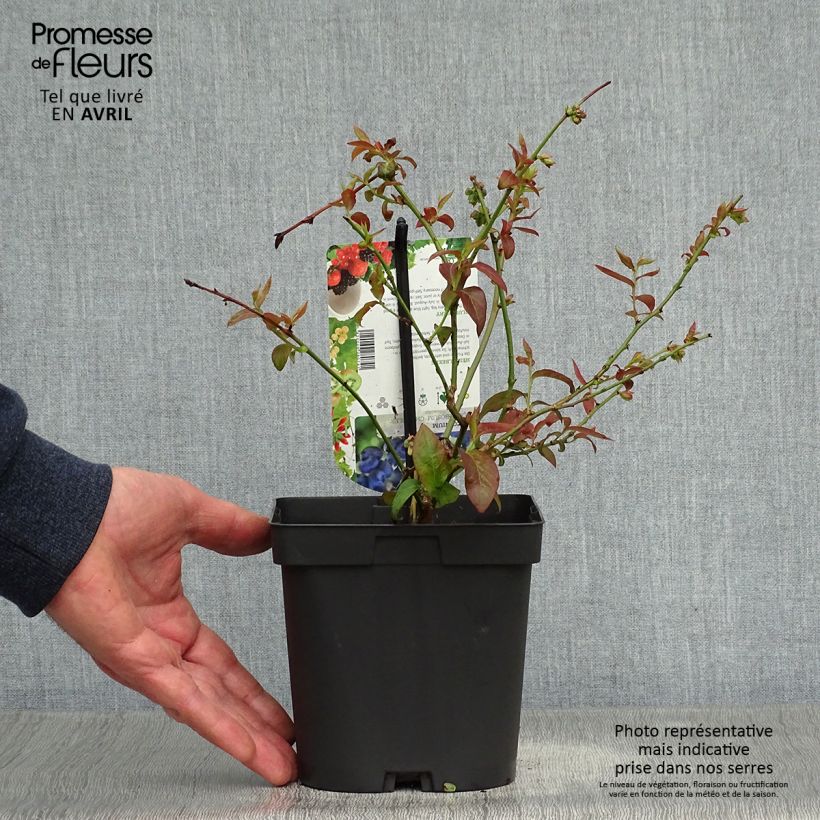 Amostra de Mirtilheiro Chandler - Vaccinium corymbosum Vaso de 1,5 L/2 L, Arbusto tal como entregue na primavera