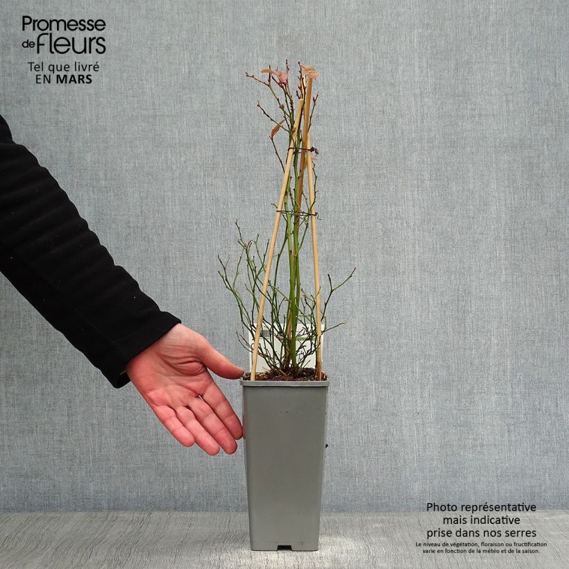 Amostra de Myrtille Goldtraube - Vaccinium corymbosum Vaso de 1,5 L/2 L, Arbusto tal como entregue no inverno