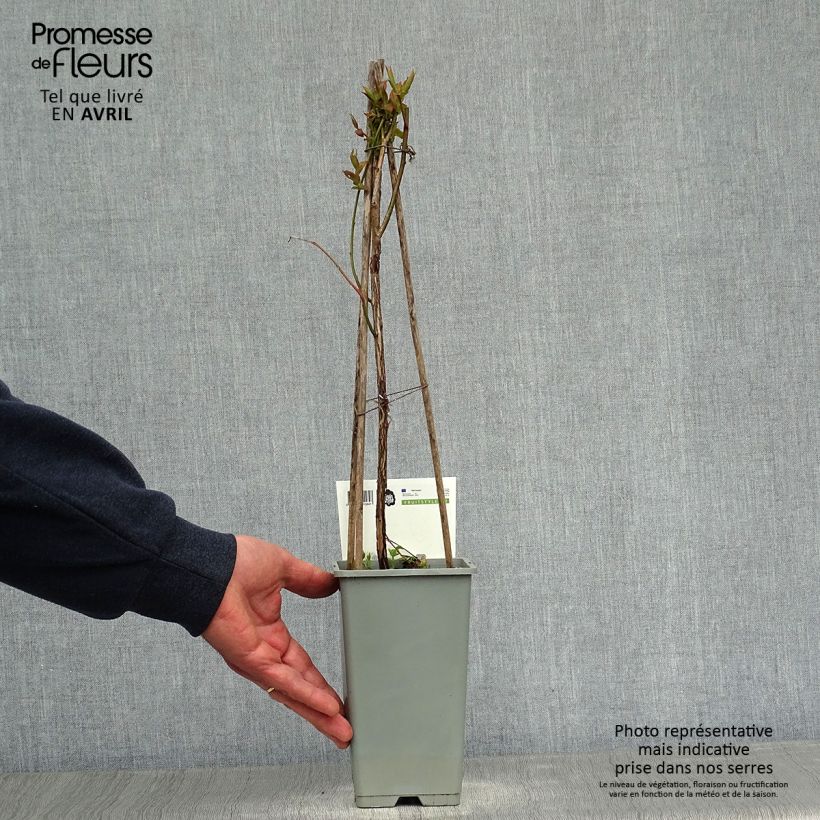 Amostra de Mirtilo Goldtraube - Vaccinium corymbosum Vaso de 1,5 L/2 L, Arbusto tal como entregue na primavera