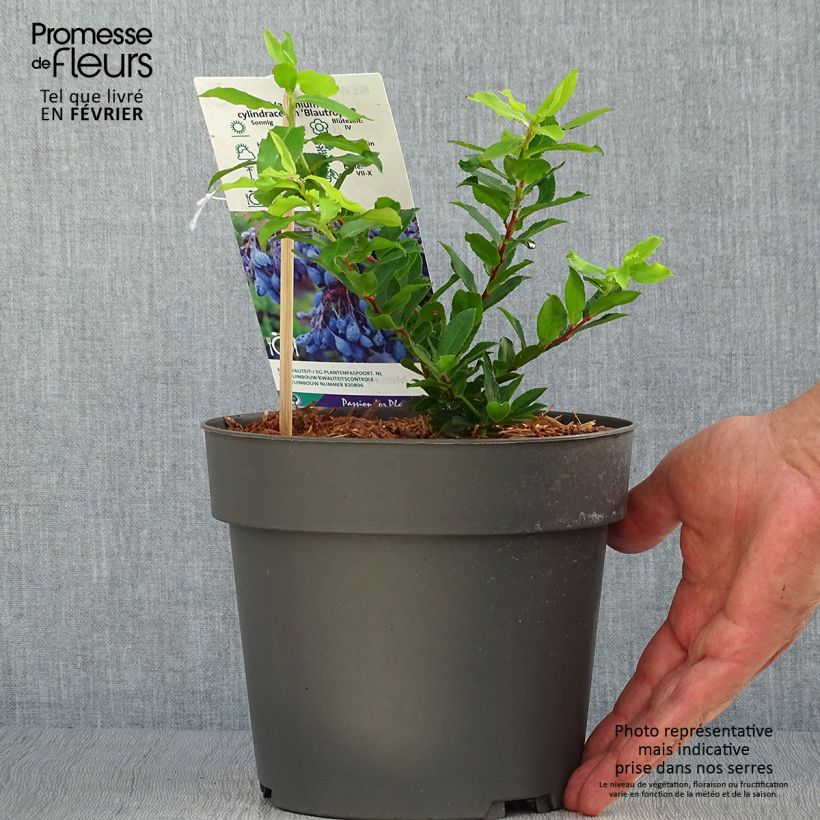 Amostra de Uva-da-serra Blautropf® - Vaccinium cylindraceum Vaso de 1,5 L/2 L, Tufo tal como entregue no outono