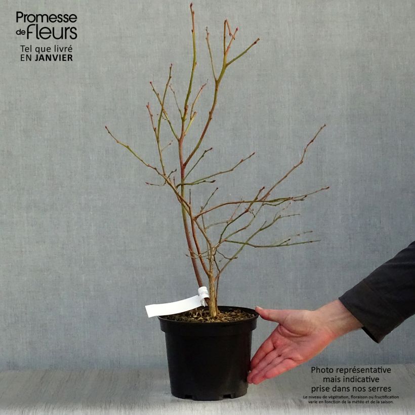 Amostra de Myrtillier Jersey - Vaccinium corymbosum Vaso de 4 L/5 L tal como entregue no inverno