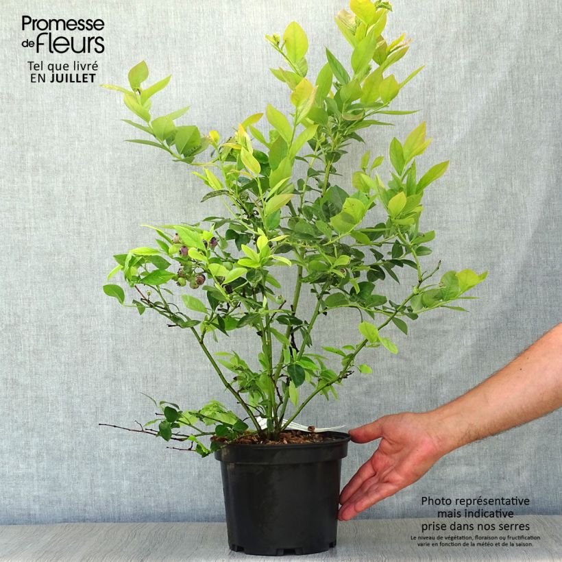 Amostra de Mirtiloeiro Jersey - Vaccinium corymbosum Vaso de 4 L/5 L tal como entregue no verão