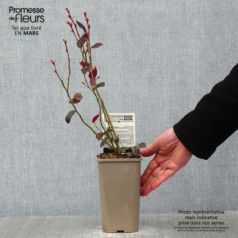 Amostra de Myrtillier Patriot - Vaccinum corymbosum Vaso de 1,5 L/2 L, Arbusto tal como entregue no inverno