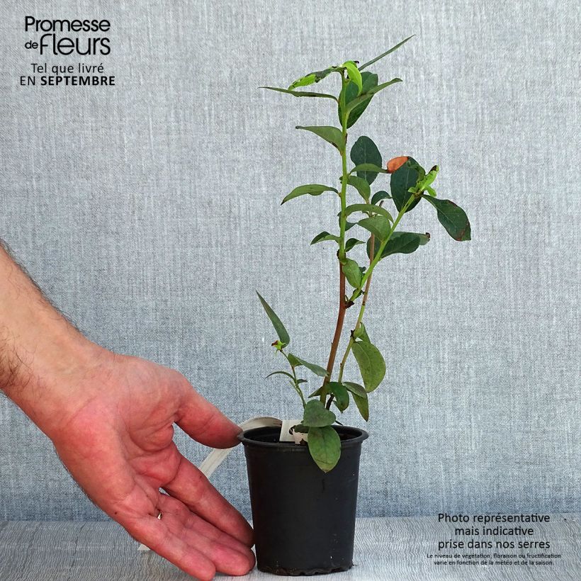 Amostra de Mirtileiro Patriot - Vaccinium corymbosum x myrtillus Vaso de 8/9 cm tal como entregue no verão