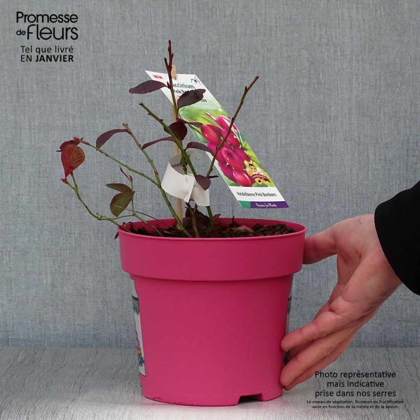 Amostra de Myrtillier Pink Bonbons - Vaccinium corymbosum  Vaso de 2 L/3 L tal como entregue no inverno