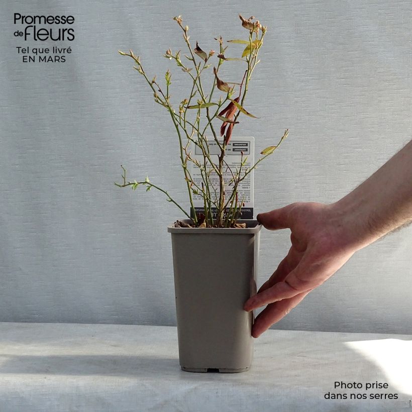 Amostra de Myrtillier Pink Lemonade - Myrtille rose Vaso de 1 L/1,5 L, Arbusto tal como entregue no inverno