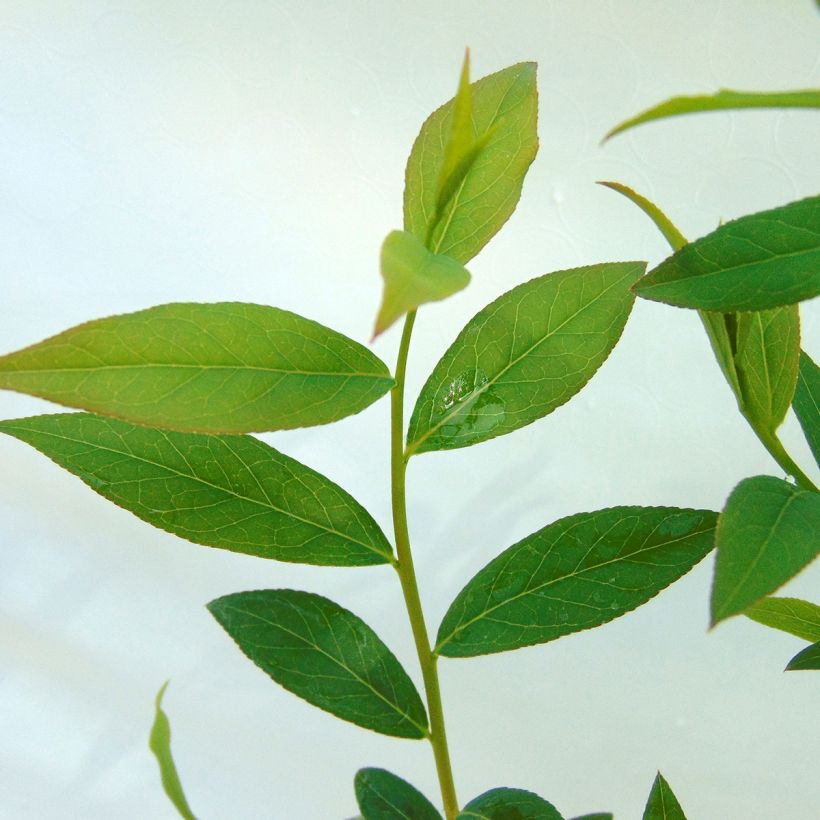 Mirtiloeiro Pink Lemonade Bio - Vaccinium x ashei (Folhagem)