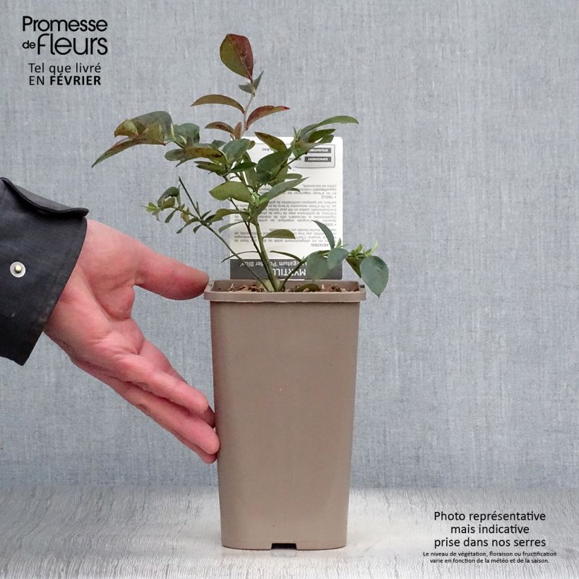 Amostra de Myrtillier Powder Blue - Vaccinium ashei Vaso de 1,5 L/2 L, Arbusto tal como entregue no inverno