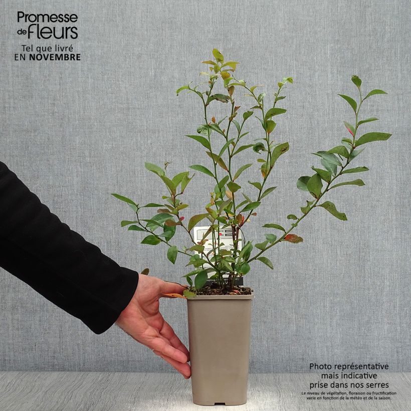 Amostra de Mirtileiro Powder Blue - Vaccinium x ashei Vaso de 1,5 L/2 L, Arbusto tal como entregue no outono