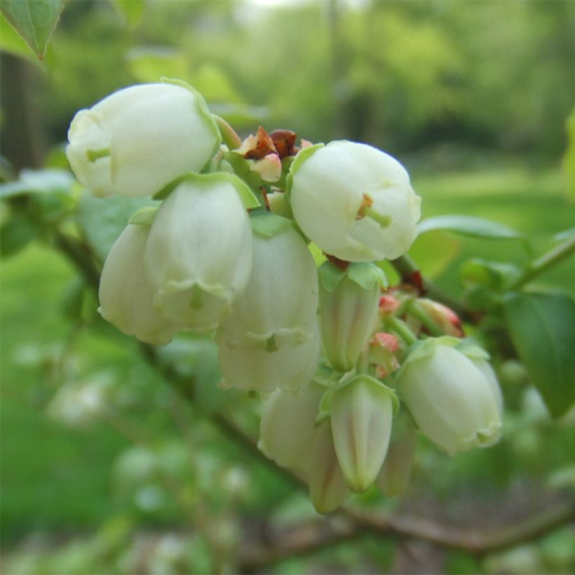 Mirtileiro Reka - Vaccinium corymbosum (Floração)
