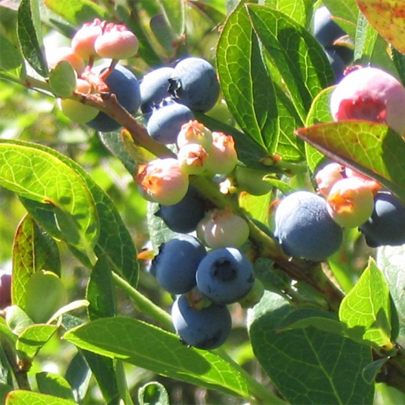 Mirtileiro Reka - Vaccinium corymbosum (Colheita)