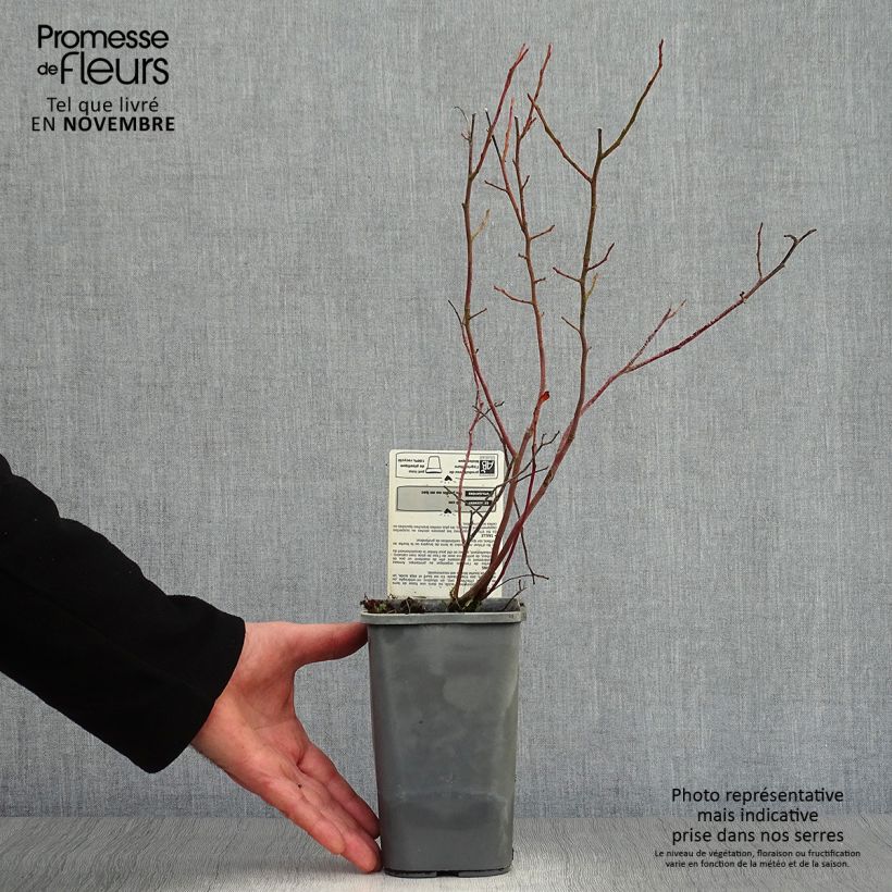 Amostra de Mirtiloeiro Reka biológico - Vaccinium corymbosum Vaso de 1,5 L/2 L, Arbusto tal como entregue no outono