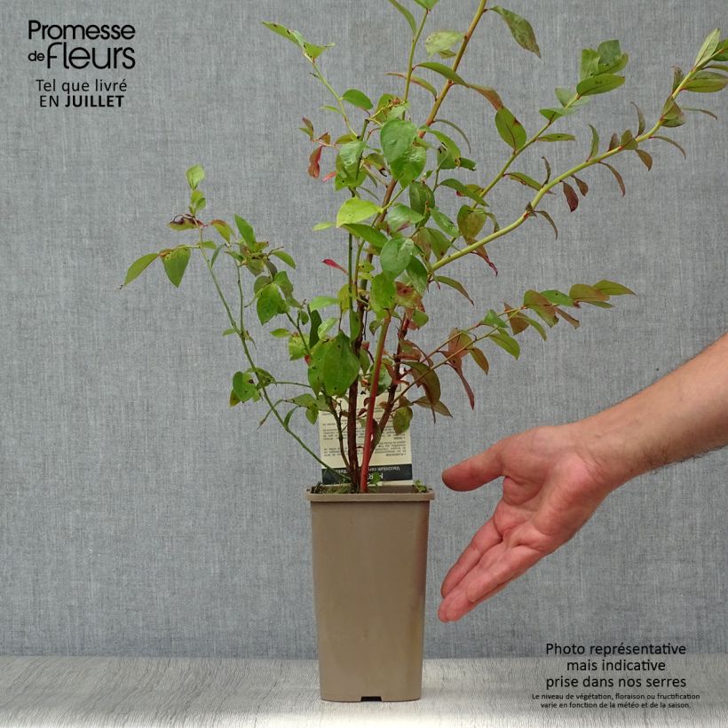 Amostra de Mirtileiro Reka - Vaccinium corymbosum Vaso de 1,5 L/2 L, Arbusto tal como entregue no verão