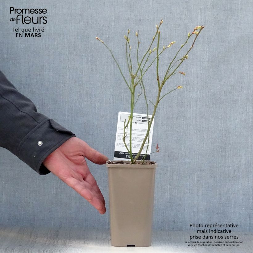 Amostra de Mirtileiro Reka - Vaccinium corymbosum Vaso de 1,5 L/2 L, Arbusto tal como entregue na primavera