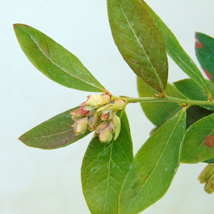 Mirtieiro Sunshine Blue - Vaccinium corymbosum (Folhagem)