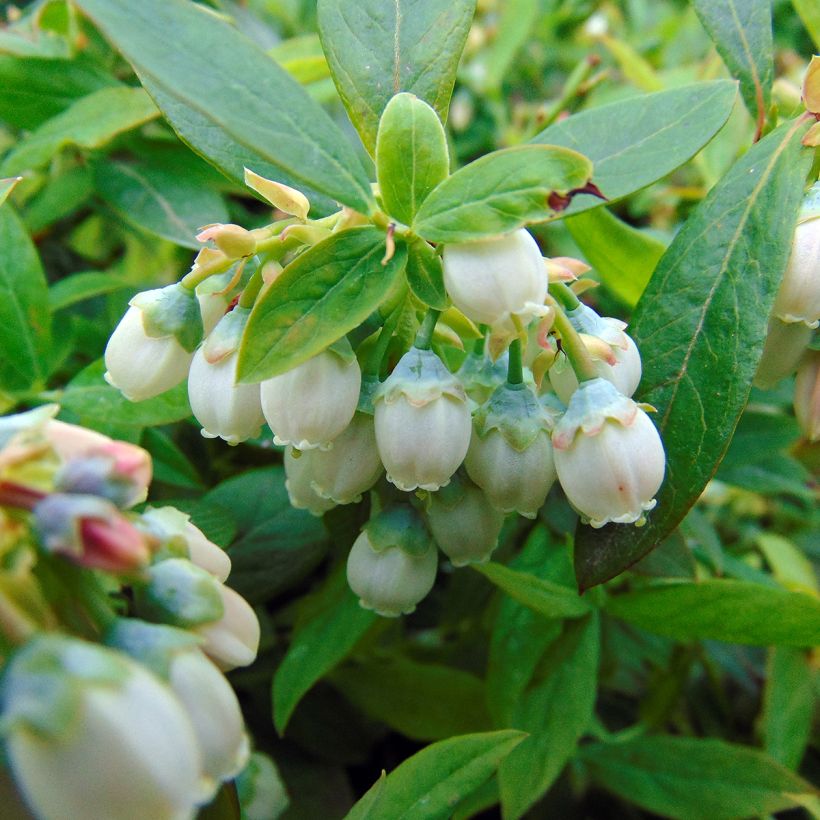 Mirtieiro Sunshine Blue - Vaccinium corymbosum (Floração)