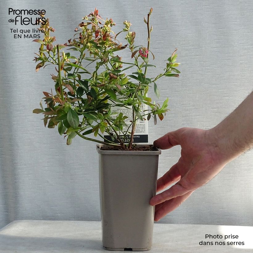 Amostra de Myrtillier Sunshine Blue - Vaccinum corymbosum Vaso de 8/9 cm, Arbusto tal como entregue no inverno