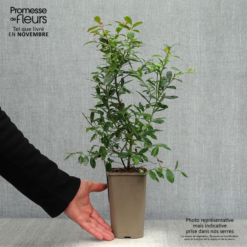 Amostra de Mirtieiro Sunshine Blue - Vaccinium corymbosum Vaso de 8/9 cm, Arbusto tal como entregue no outono