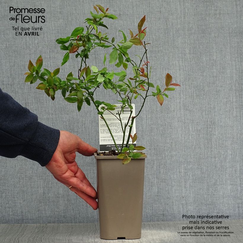 Amostra de Mirtieiro Sunshine Blue - Vaccinium corymbosum Vaso de 8/9 cm, Arbusto tal como entregue na primavera