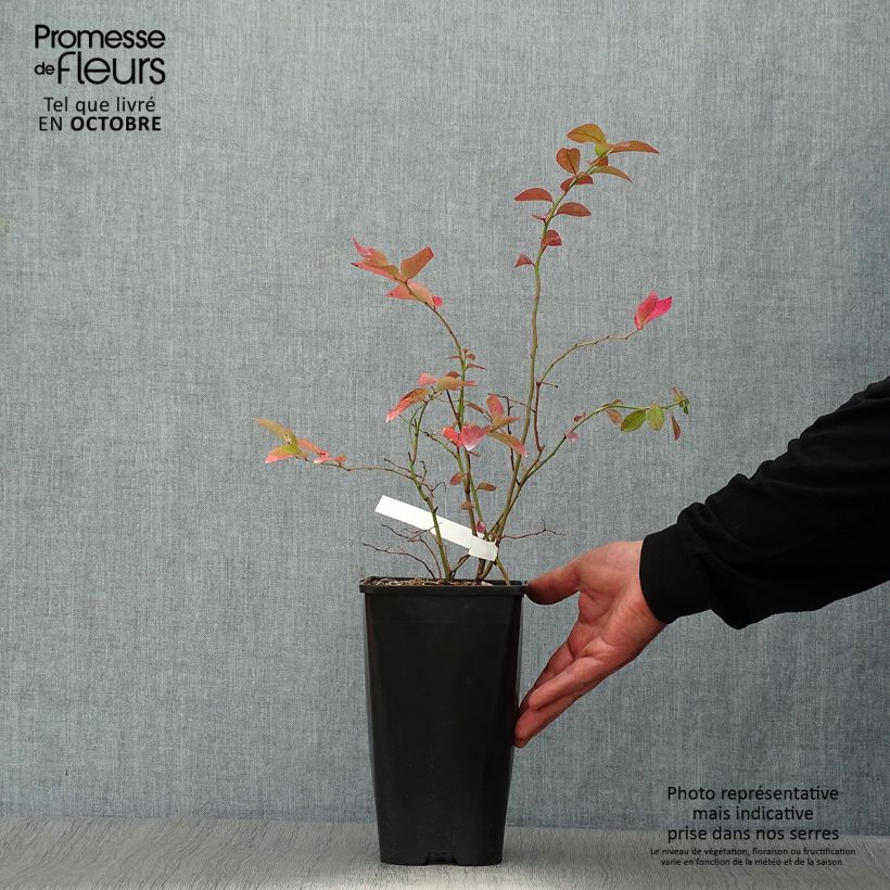 Amostra de Mirtileiro Yello!Berryblue - Vaccinium corymbosum Vaso de 2 L/3 L tal como entregue no outono